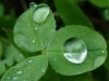 Rain Drops