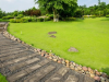 Maintain a Weed-Free Garden with Southern Ag Surfactant for Herbicides