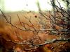 The tears Autumn shed.