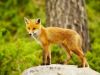 A fox in Shin-Kawa River