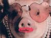My Love is Like a Hoggish Swine