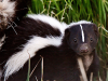 A-Z Brief Guide On Skunk Habitat 