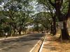The Streets of Diliman 