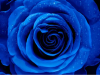 Blue Rose and Raven: Chapter Fourteen
