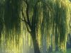 Weeping Willow....at night 