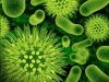 Microbes