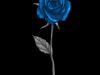Blue Rose and Raven: Chapter Eleven