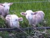 Sweet little lambs