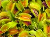 Venus Fly Trap