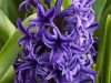Chrysalis on a Hyacinth