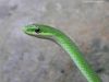 Lying Serpent