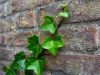 Ivy Upon the Brick
