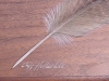 Feathers Key