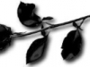 the black rose