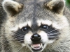 The Grimm Raccoon