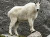 CAPRICORN