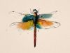 Dragonfly Envy