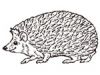 Pokey Wokey Hedgehog Girl