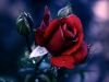 A Rose in a Thornbush