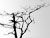 Telemachus- 