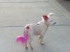 The Dog with the pink tail