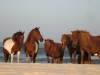 Surviving Assateague Island