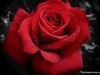 The Rose From My Heart