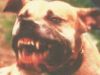 THE PIT BULL INCIDENT