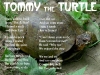 Tommy The Turtle
