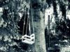 The old tree swing