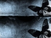 The Black Butterfly