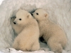 The Polar Bears