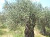 The Olive trees of yesteryear