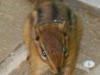 Churbo the Chipmunk