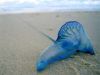 Blue Bottles Beached