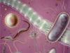 Micro Organisms