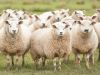 Can We Stop Emulating Sheep?