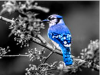 A vibrant electric blue bird. 