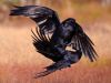 Black Bird (The Crow)