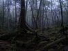 The Navigator| Aokigahara (Suicide Forest) Part 1.