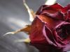 Dying red Rose