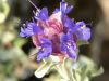 Purple Sage 