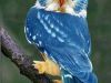 Blue feathered Owl of Spiritual Healing  