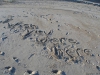 LYRICS IN THE SAND