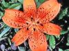 The meaning of a tiger lily