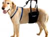 Accurate Dog Harness for Your Pooch
