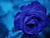 Blue Roses of Christmas 