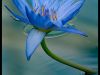 The Blue Lotus 