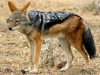 Jackal