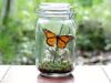 Butterfly Within the Jar